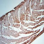 SNTB1 Antibody in Immunohistochemistry (Paraffin) (IHC (P))