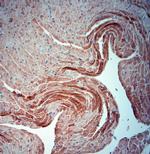 SNTB1 Antibody in Immunohistochemistry (Paraffin) (IHC (P))