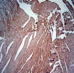 SNTB1 Antibody in Immunohistochemistry (Paraffin) (IHC (P))