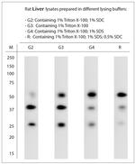 SNTB1 Antibody in Western Blot (WB)