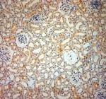 SLC6A19 Antibody in Immunohistochemistry (Paraffin) (IHC (P))