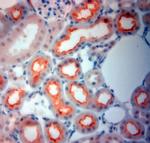 SLC6A19 Antibody in Immunohistochemistry (Paraffin) (IHC (P))