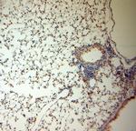 SLC6A19 Antibody in Immunohistochemistry (Paraffin) (IHC (P))