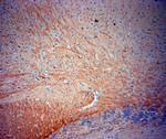 TrkB Antibody in Immunohistochemistry (Paraffin) (IHC (P))