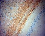 TrkB Antibody in Immunohistochemistry (Paraffin) (IHC (P))