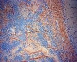 TrkB Antibody in Immunohistochemistry (Paraffin) (IHC (P))