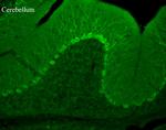 TRPC3 Antibody in Immunohistochemistry (Frozen) (IHC (F))