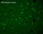 TRPC3 Antibody in Immunohistochemistry (Frozen) (IHC (F))