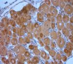 TGN38 Antibody in Immunohistochemistry (Paraffin) (IHC (P))