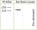 Phospho-TrkC (Tyr820) Antibody in Western Blot (WB)