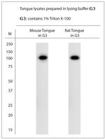 TAS1R2 Antibody in Western Blot (WB)