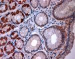 TPC2 Antibody in Immunohistochemistry (Paraffin) (IHC (P))