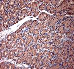 TPC2 Antibody in Immunohistochemistry (Paraffin) (IHC (P))