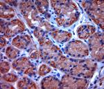 TPC2 Antibody in Immunohistochemistry (Paraffin) (IHC (P))