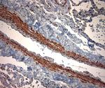 TPC2 Antibody in Immunohistochemistry (Paraffin) (IHC (P))