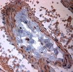 TPC2 Antibody in Immunohistochemistry (Paraffin) (IHC (P))