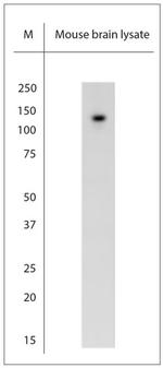 TRPC6 Antibody in Western Blot (WB)