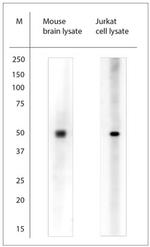 beta Tubulin Antibody in Western Blot (WB)