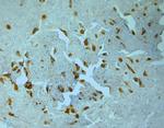 Tyrosine Hydroxylase Antibody in Immunohistochemistry (Paraffin) (IHC (P))