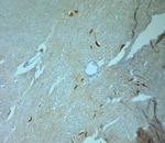 Tyrosine Hydroxylase Antibody in Immunohistochemistry (Paraffin) (IHC (P))