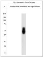 Tau Antibody in Western Blot (WB)