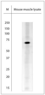 TRIM32 Antibody in Western Blot (WB)