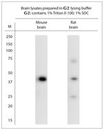 TAAR1 Antibody in Western Blot (WB)