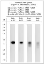 TAAR1 Antibody in Western Blot (WB)