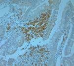 TANK Antibody in Immunohistochemistry (Paraffin) (IHC (P))