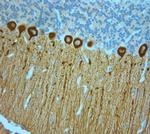 IP3R 1 Antibody in Immunohistochemistry (Paraffin) (IHC (P))