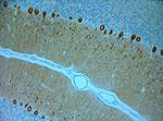 IP3R 1 Antibody in Immunohistochemistry (Paraffin) (IHC (P))