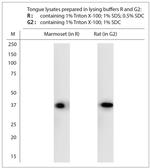 TAS2R5 Antibody in Western Blot (WB)