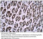 Osteocalcin Antibody in Immunohistochemistry (IHC)