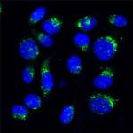 VDP Antibody in Immunocytochemistry (ICC/IF)