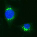 VDP Antibody in Immunocytochemistry (ICC/IF)