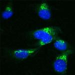 VDP Antibody in Immunocytochemistry (ICC/IF)