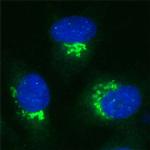 VDP Antibody in Immunocytochemistry (ICC/IF)