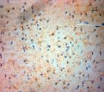 VMAT2 Antibody in Immunohistochemistry (Paraffin) (IHC (P))