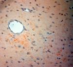 VMAT2 Antibody in Immunohistochemistry (Paraffin) (IHC (P))