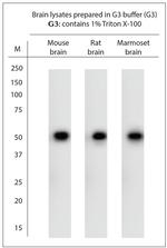 VMAT2 Antibody in Western Blot (WB)