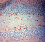 VMAT2 Antibody in Immunohistochemistry (Paraffin) (IHC (P))