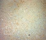 VMAT2 Antibody in Immunohistochemistry (Paraffin) (IHC (P))