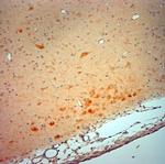 VMAT2 Antibody in Immunohistochemistry (Paraffin) (IHC (P))