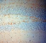 VMAT2 Antibody in Immunohistochemistry (Paraffin) (IHC (P))