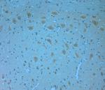 NRIF1 Antibody in Immunohistochemistry (Paraffin) (IHC (P))