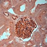 ZO1 Antibody in Immunohistochemistry (Paraffin) (IHC (P))