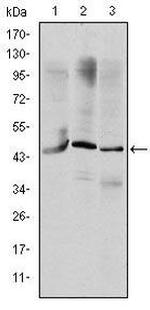 OTX2 Antibody in Western Blot (WB)