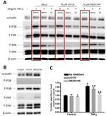 Occludin Antibody in Western Blot (WB)