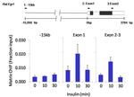 OCT4 Antibody in ChIP Assay (ChIP)