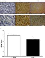 eNOS Antibody in Immunohistochemistry (Paraffin) (IHC (P))